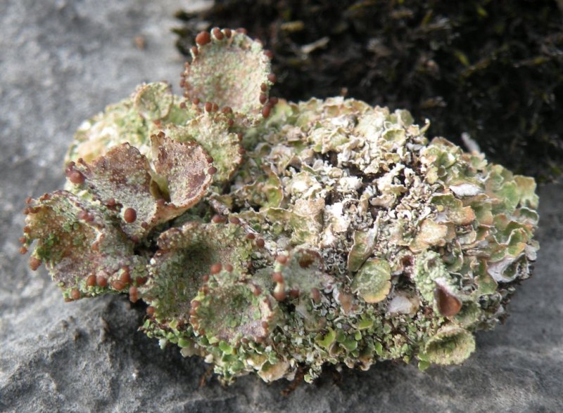 Cladoniae dalla Valle Camonica